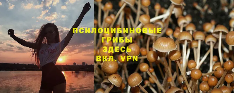 Псилоцибиновые грибы Psilocybe  как найти закладки  Лесной 